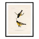 Goldfinch Art Print - Muir Way - Animals