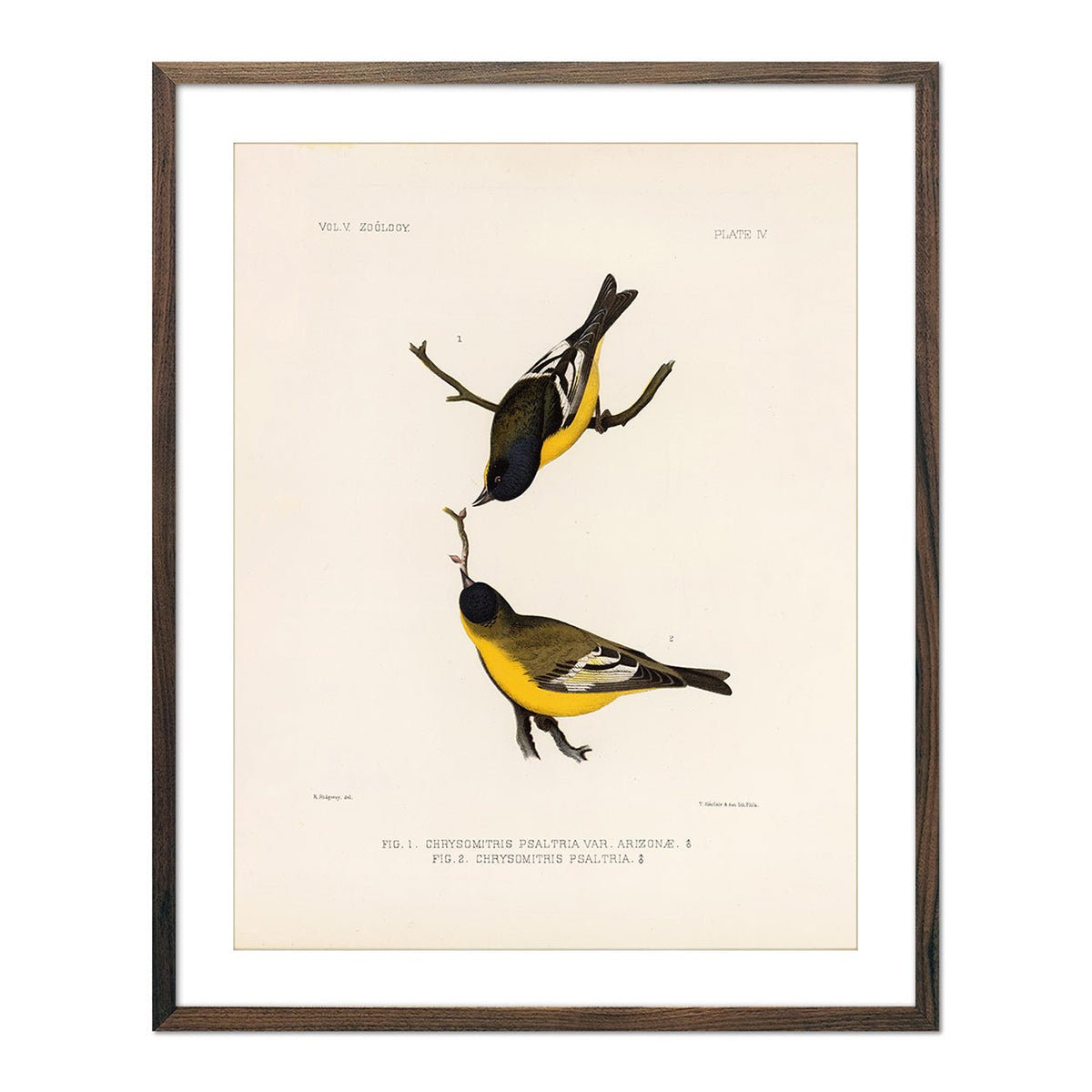 Goldfinch Art Print - Muir Way - Animals
