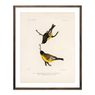 Goldfinch Art Print - Muir Way - Animals