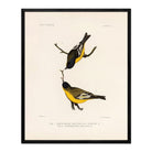 Goldfinch Art Print - Muir Way - Animals