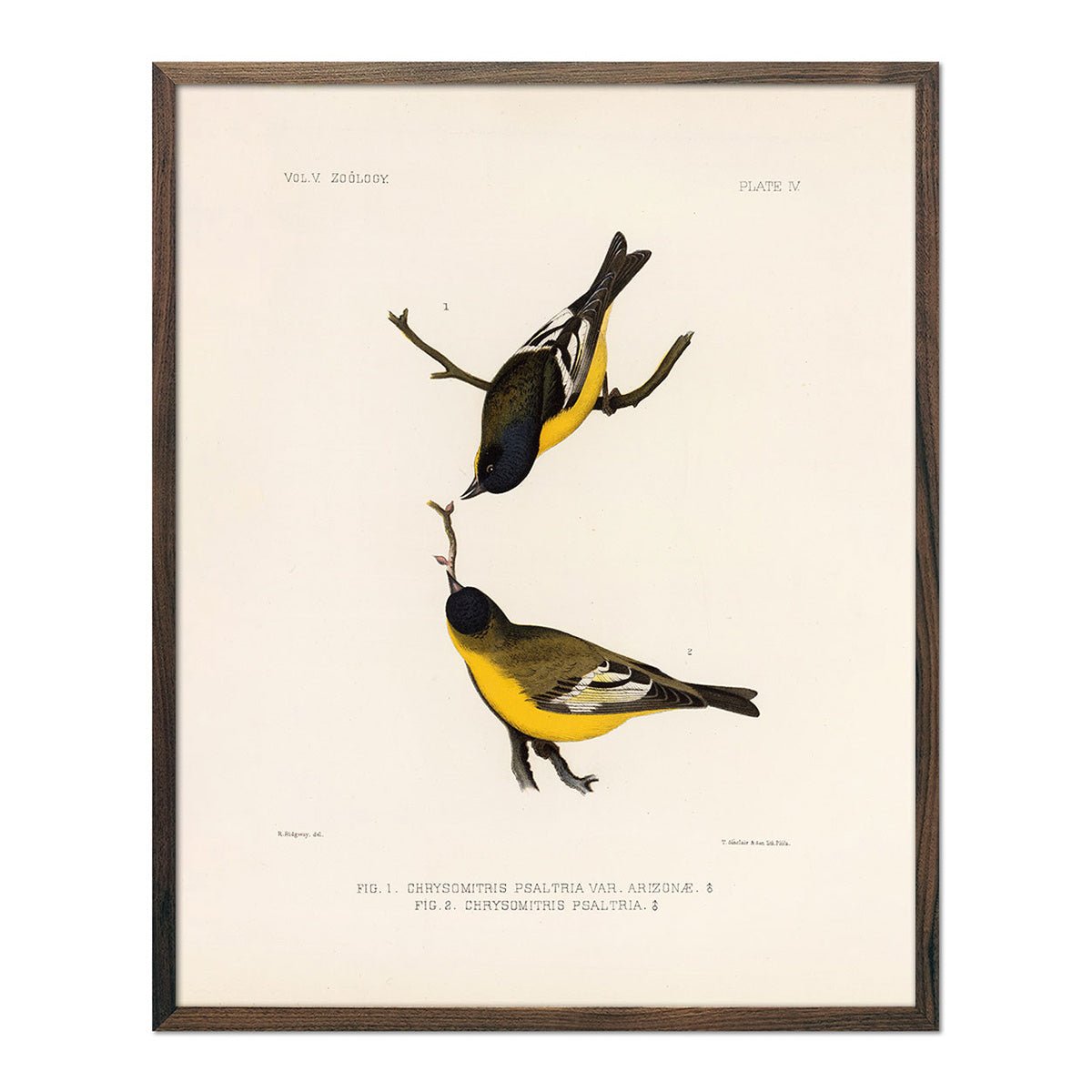 Goldfinch Art Print - Muir Way - Animals