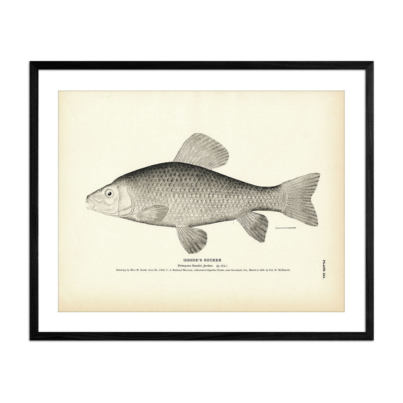 Goode's Sucker Art Print - Muir Way - Fisheries