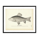 Goode's Sucker Art Print - Muir Way - Fisheries