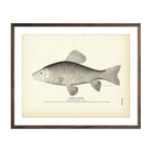 Goode's Sucker Art Print - Muir Way - Fisheries