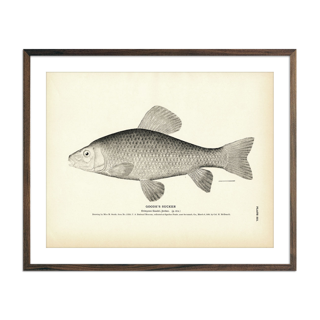 Goode's Sucker Art Print - Muir Way - Fisheries