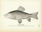 Goode's Sucker Art Print - Muir Way - Fisheries