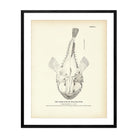 Goose - Fish (Bellows - Fish) Art Print - Muir Way - Fisheries