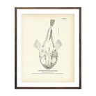 Goose - Fish (Bellows - Fish) Art Print - Muir Way - Fisheries