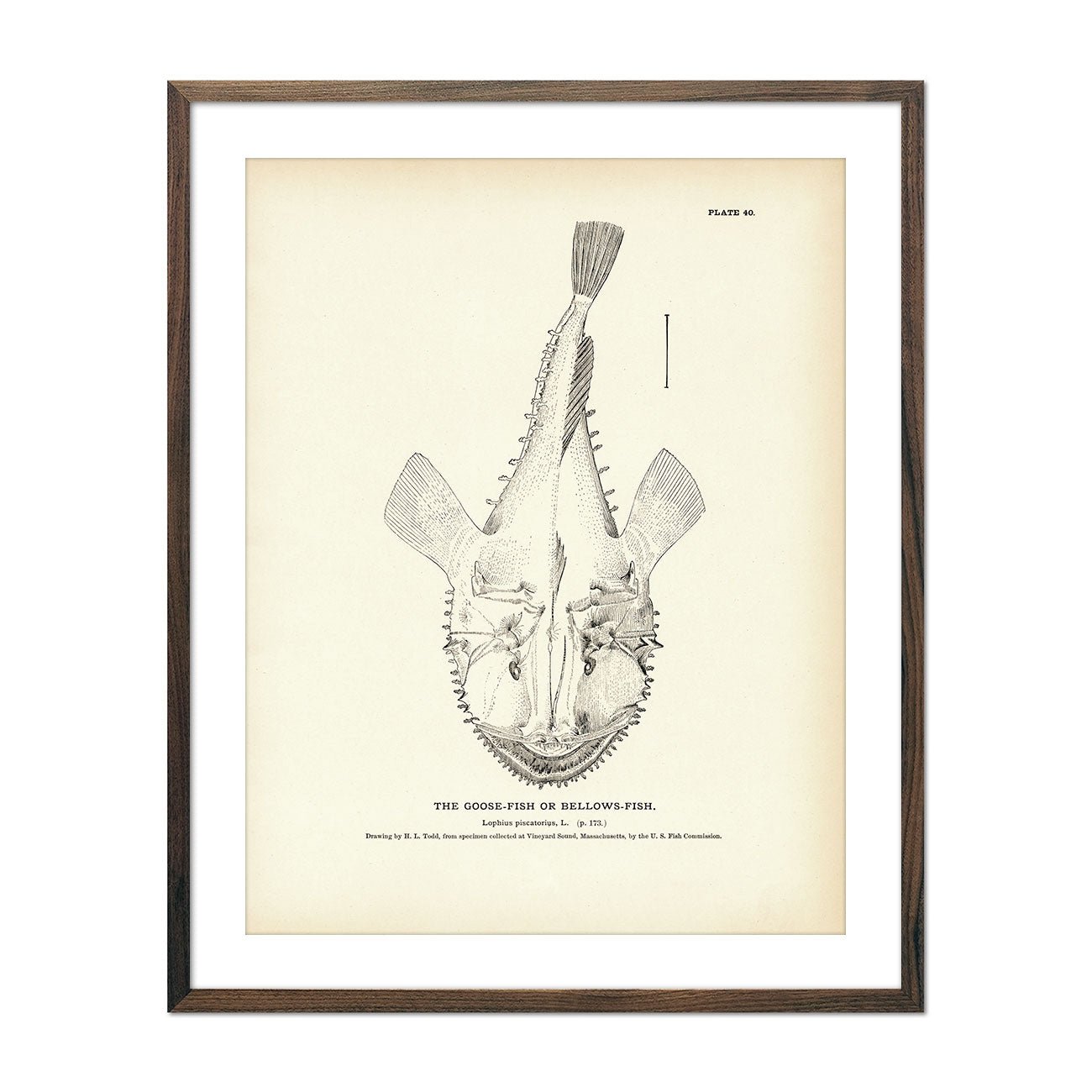 Goose - Fish (Bellows - Fish) Art Print - Muir Way - Fisheries