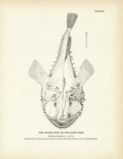Goose - Fish (Bellows - Fish) Art Print - Muir Way - Fisheries