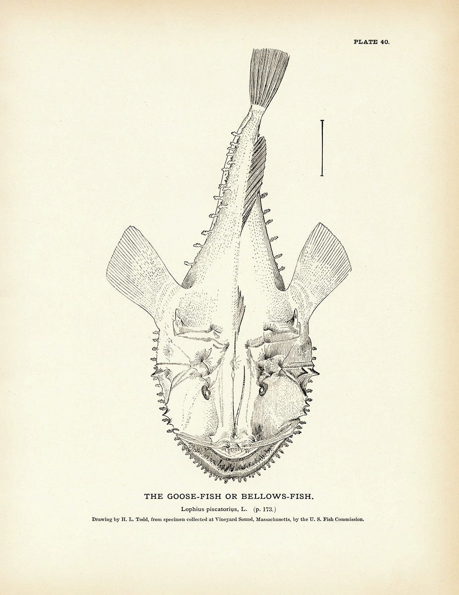 Goose - Fish (Bellows - Fish) Art Print - Muir Way - Fisheries