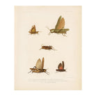 Grasshoppers - 1 Art Print - Muir Way - Animals