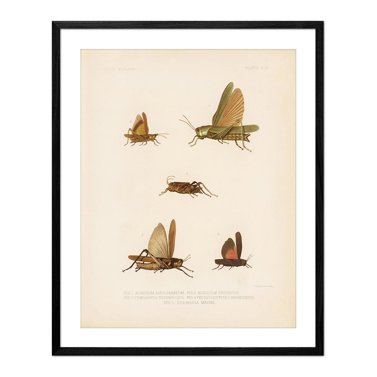 Grasshoppers - 1 Art Print - Muir Way - Animals