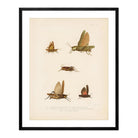 Grasshoppers - 1 Art Print - Muir Way - Animals