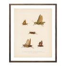 Grasshoppers - 1 Art Print - Muir Way - Animals