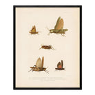 Grasshoppers - 1 Art Print - Muir Way - Animals