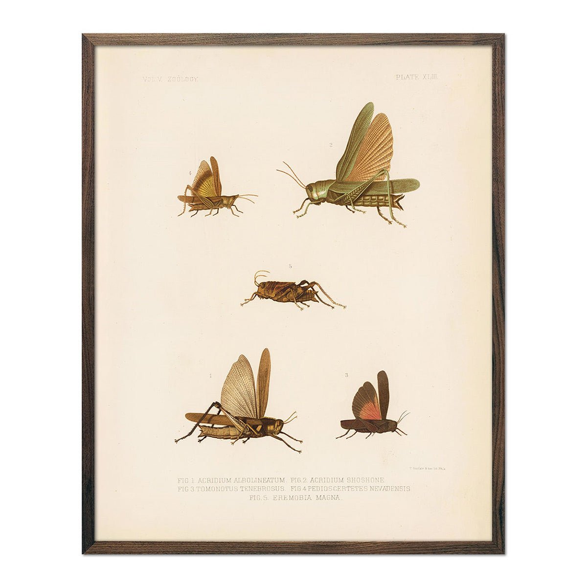 Grasshoppers - 1 Art Print - Muir Way - Animals