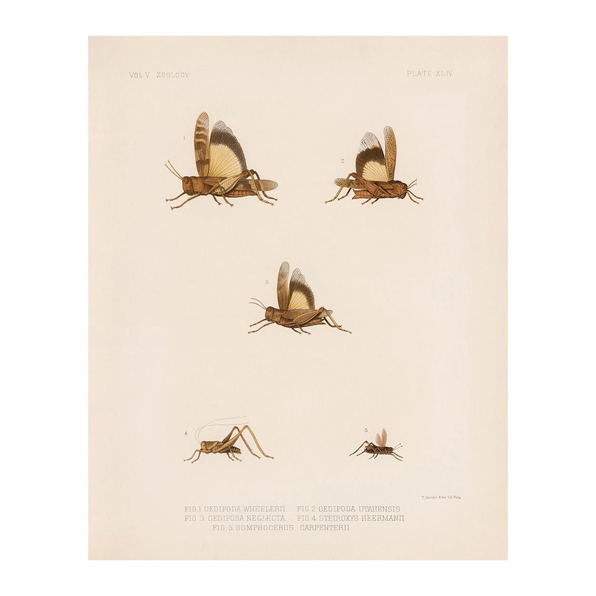 Grasshoppers - 2 Art Print - Muir Way - Animals