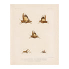 Grasshoppers - 2 Art Print - Muir Way - Animals