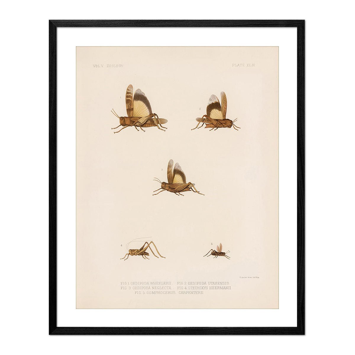Grasshoppers - 2 Art Print - Muir Way - Animals