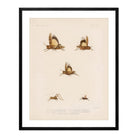 Grasshoppers - 2 Art Print - Muir Way - Animals