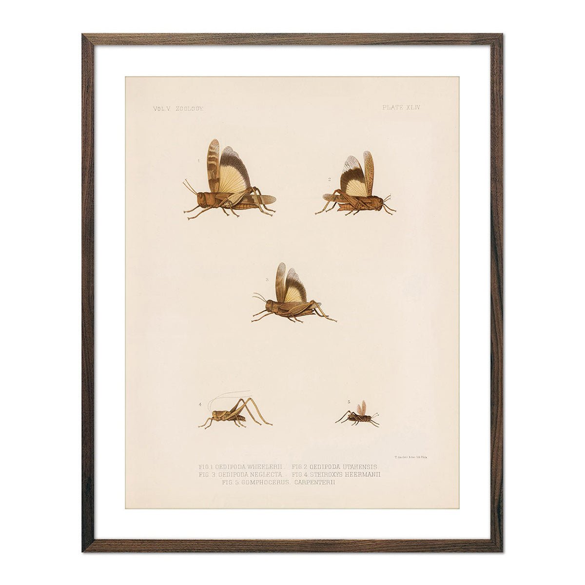 Grasshoppers - 2 Art Print - Muir Way - Animals