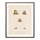 Grasshoppers - 2 Art Print - Muir Way - Animals