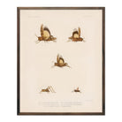 Grasshoppers - 2 Art Print - Muir Way - Animals