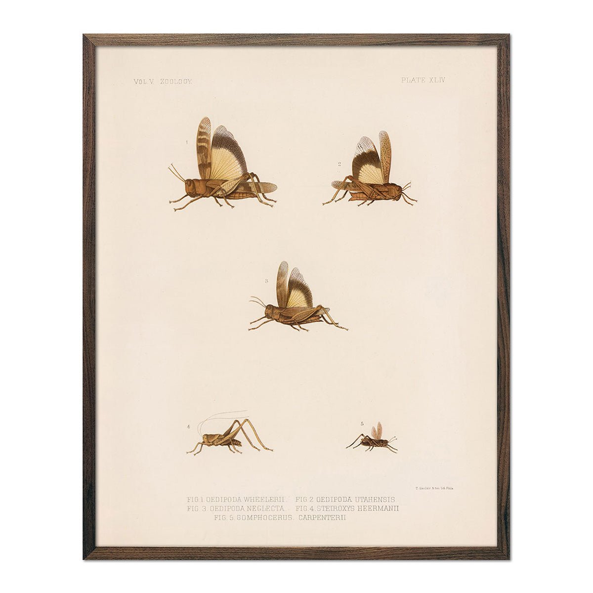 Grasshoppers - 2 Art Print - Muir Way - Animals