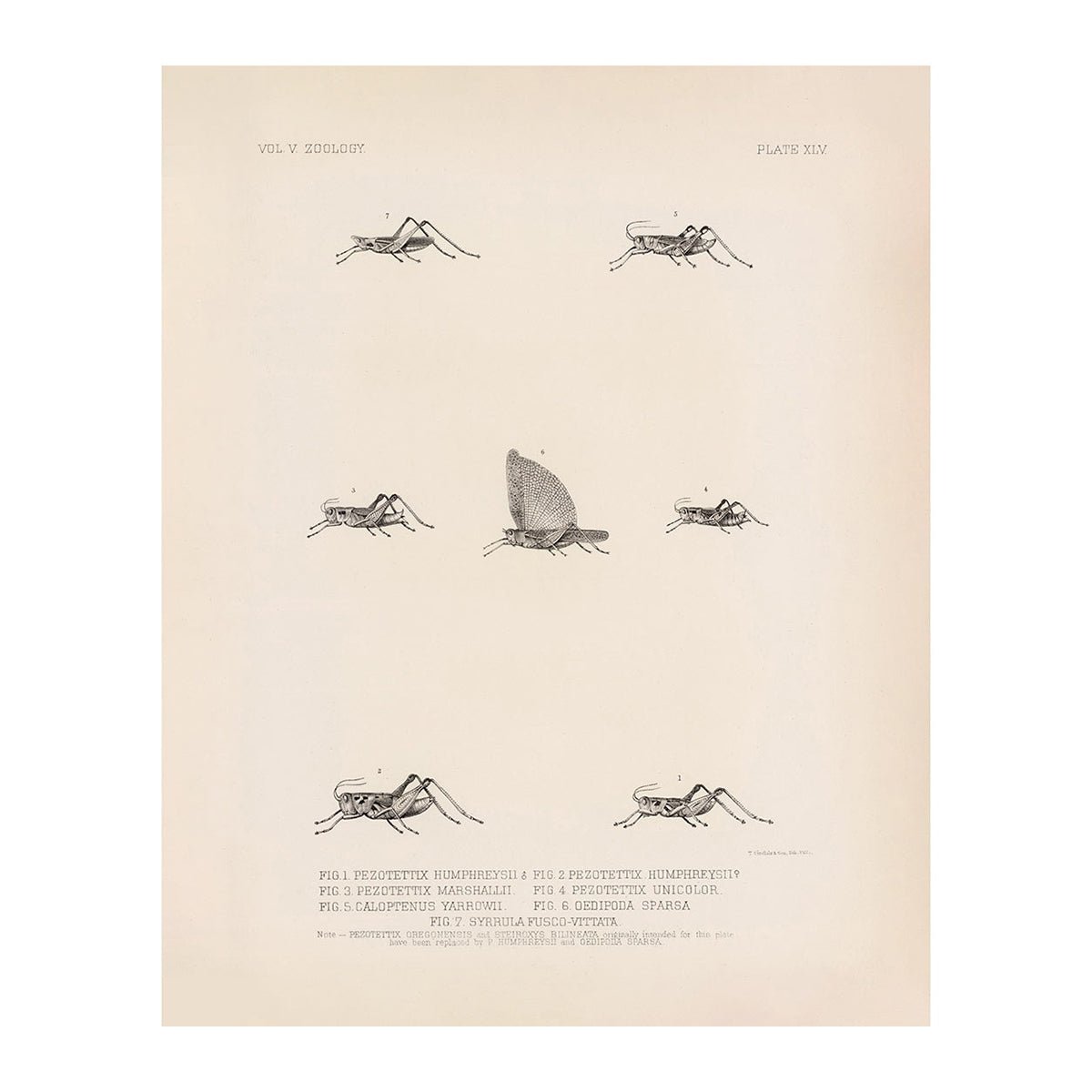 Grasshoppers - 3 Art Print - Muir Way - Animals