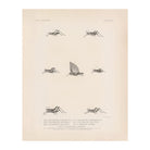 Grasshoppers - 3 Art Print - Muir Way - Animals