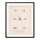 Grasshoppers - 3 Art Print - Muir Way - Animals