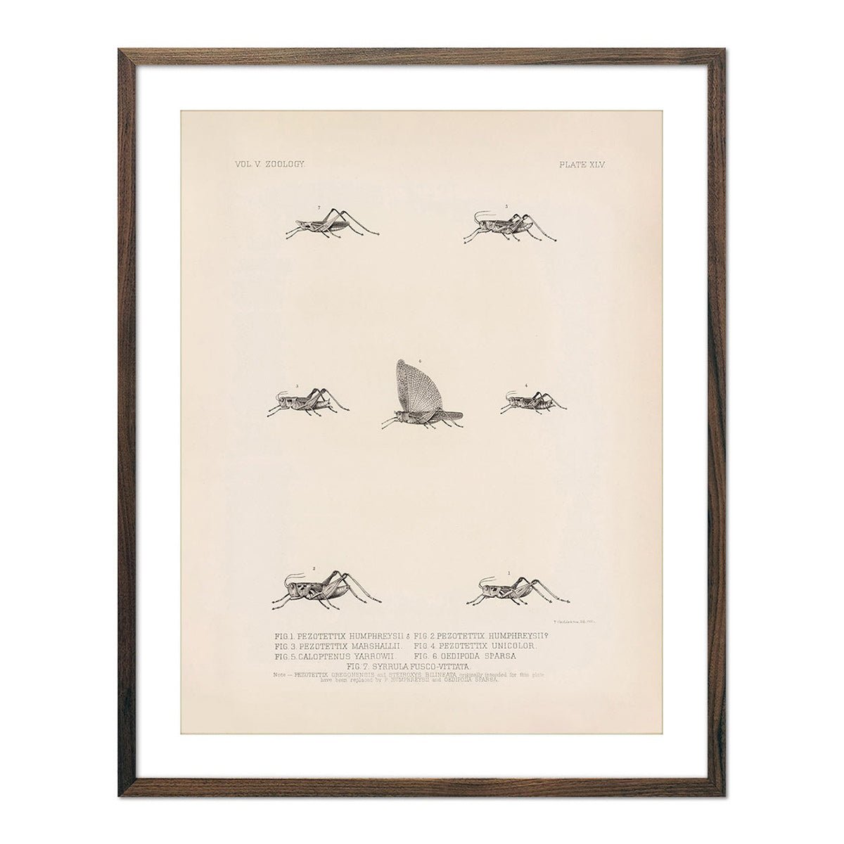 Grasshoppers - 3 Art Print - Muir Way - Animals
