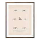 Grasshoppers - 3 Art Print - Muir Way - Animals
