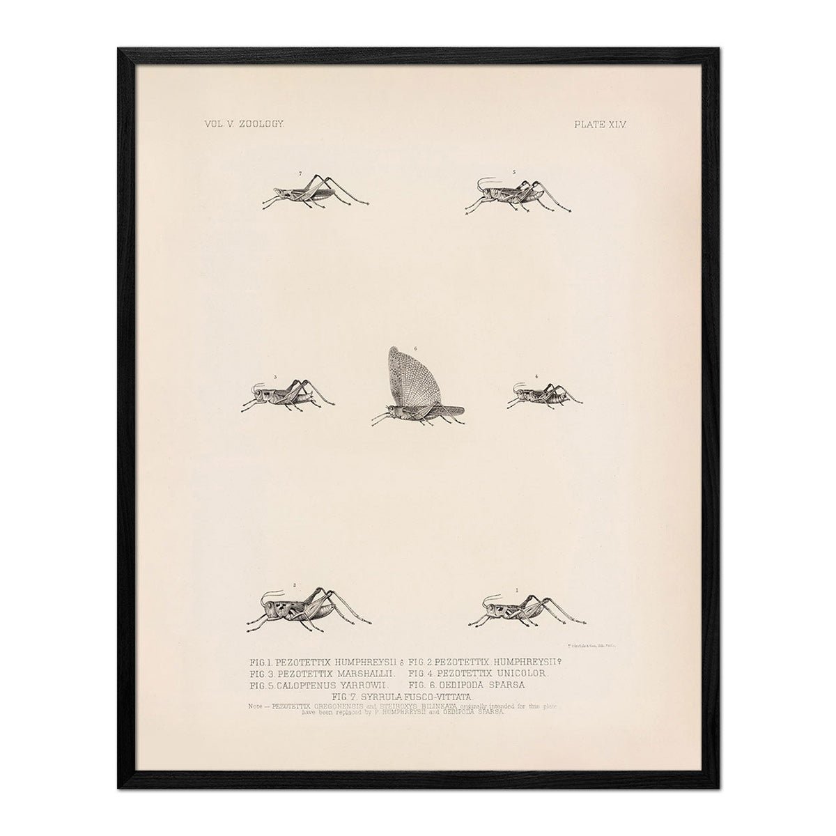 Grasshoppers - 3 Art Print - Muir Way - Animals
