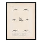 Grasshoppers - 3 Art Print - Muir Way - Animals