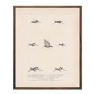 Grasshoppers - 3 Art Print - Muir Way - Animals