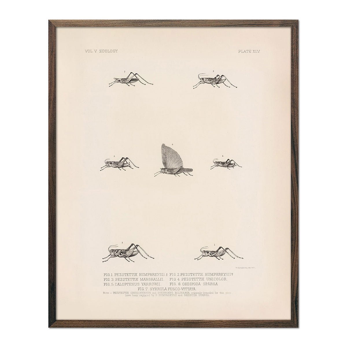 Grasshoppers - 3 Art Print - Muir Way - Animals