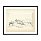 Gray Seal Art Print - Muir Way - Fisheries
