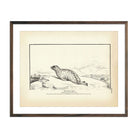 Gray Seal Art Print - Muir Way - Fisheries