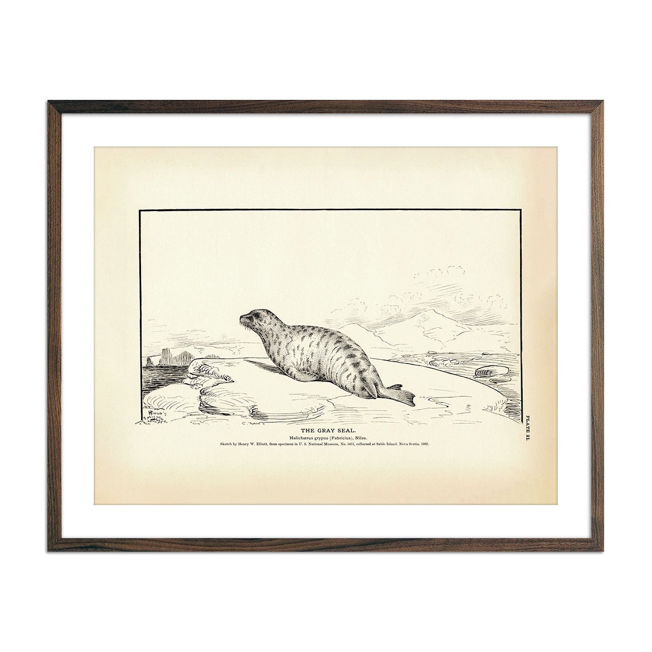 Gray Seal Art Print - Muir Way - Fisheries