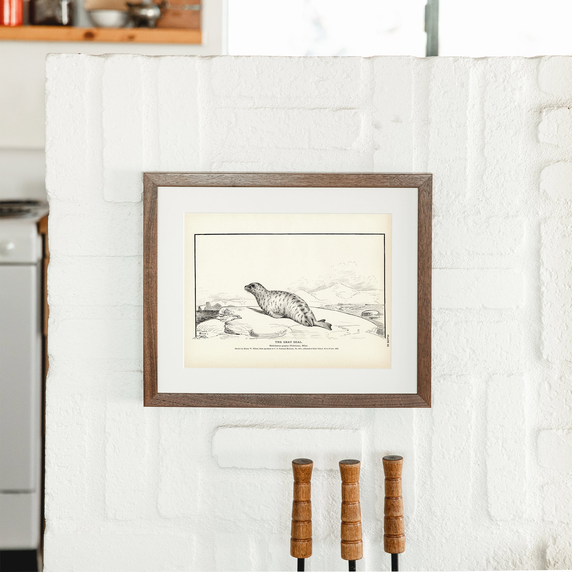 Gray Seal Art Print - Muir Way - Fisheries