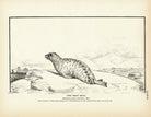 Gray Seal Art Print - Muir Way - Fisheries