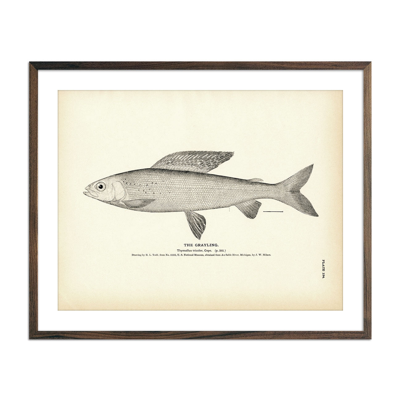 Grayling Art Print - Muir Way - Fisheries