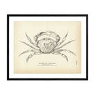 Green Crab Art Print - Muir Way - Fisheries