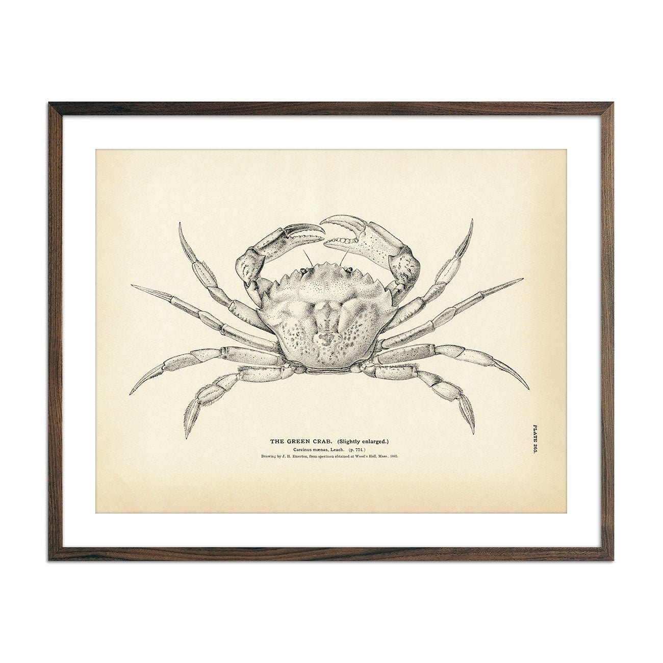 Green Crab Art Print - Muir Way - Fisheries