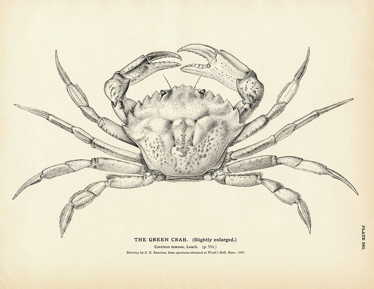 Green Crab Art Print - Muir Way - Fisheries