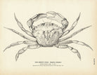 Green Crab Art Print - Muir Way - Fisheries