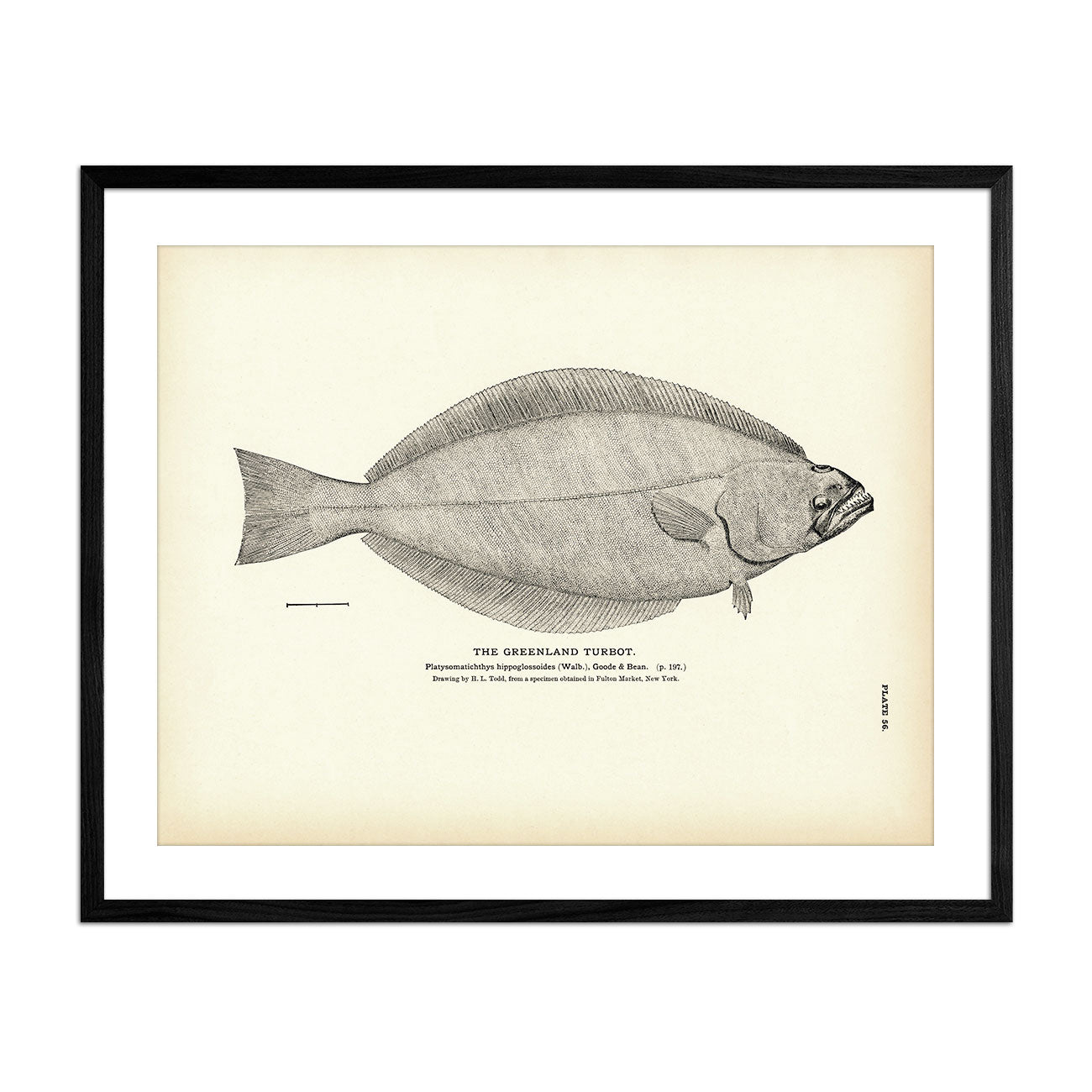 Greenland Turbot Art Print - Muir Way - Fisheries