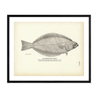 Greenland Turbot Art Print - Muir Way - Fisheries